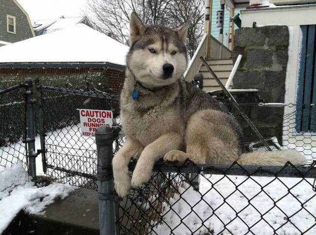 Dogs Who Think They’re Cats