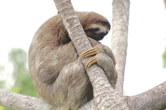 Animal Feet You Have To See To Believe