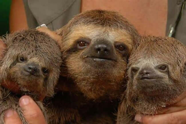 Animals that are ugly but are still ironically adorable