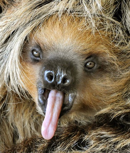 Outrageous Animal Tongues of All Time