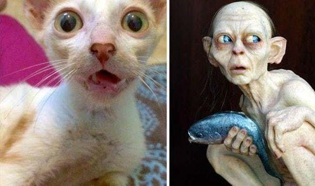 Animals That Look Like Famous Fictional Characters