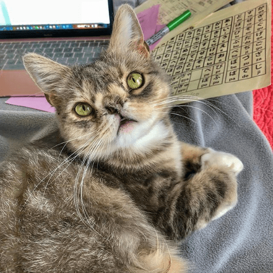 These Injured Animals Found Loving Homes