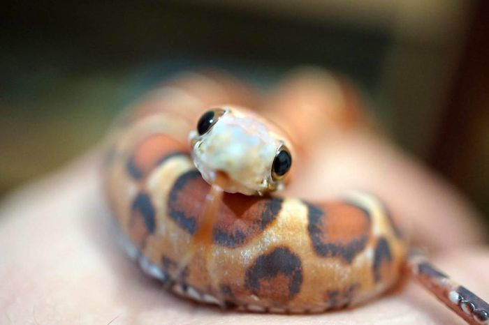 These photos will help you get over your fears of snakes