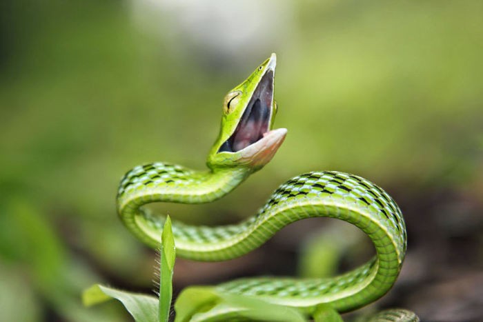 These photos will help you get over your fears of snakes