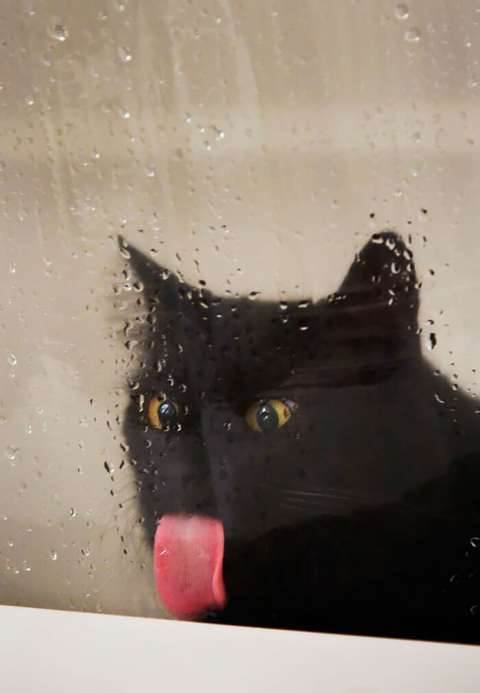 Silly Looking Animals Licking Glass