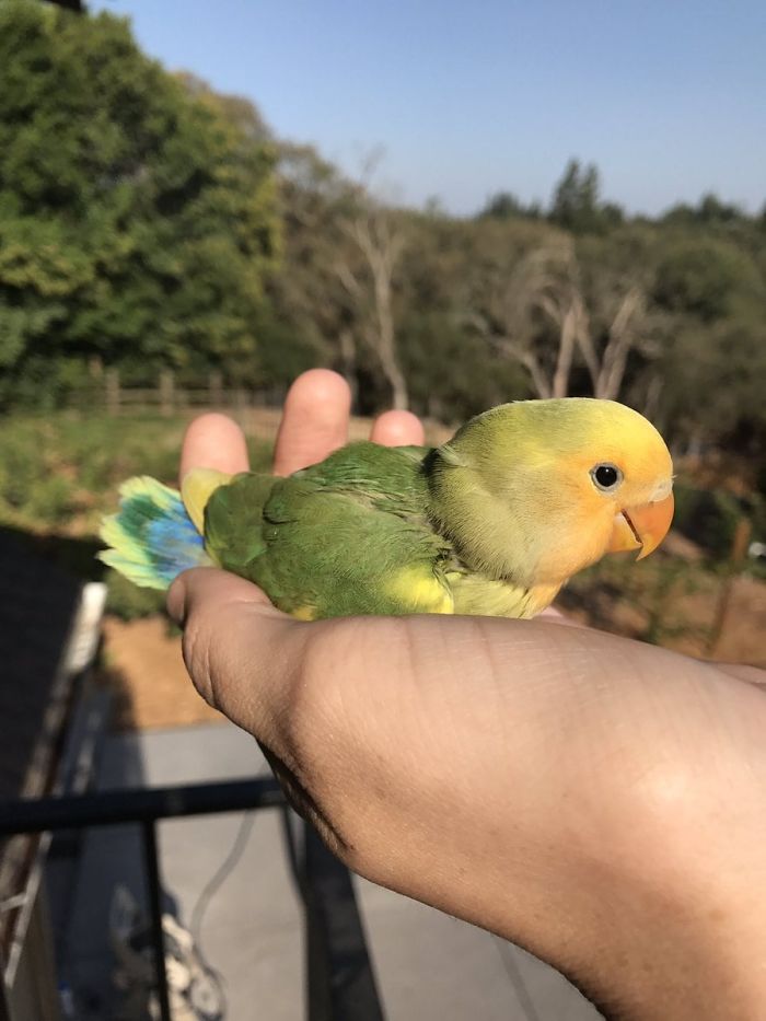 Kiwi And His Goth Girlfriend Just Had 4 Babies And Internet Is in Love