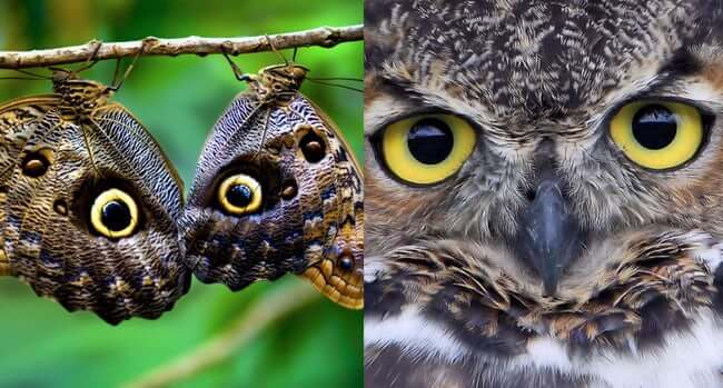 Animal Imposters who fake it to make it