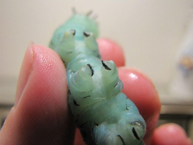 Animal Feet You Have To See To Believe