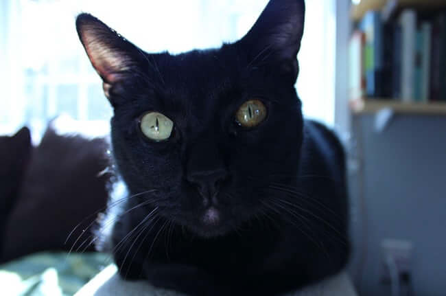 Heterochromia Is A Bit More Subtle