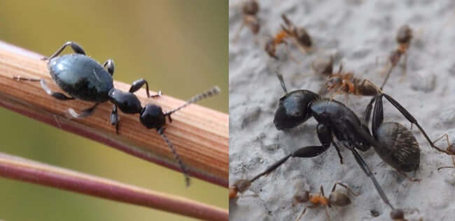 Animal Imposters who fake it to make it