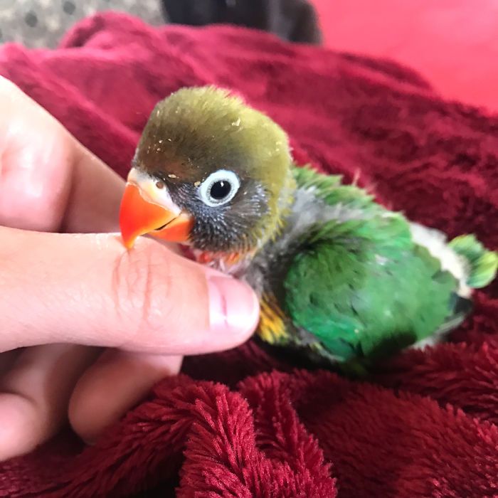 Kiwi And His Goth Girlfriend Just Had 4 Babies And Internet Is in Love