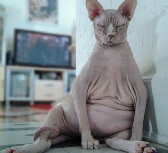 Animals With Eerily Human Physical Characteristics