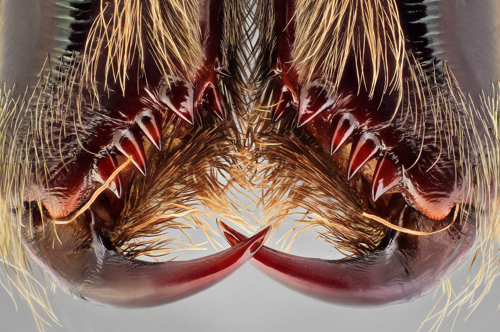 Terrifying Animal Mouths That Are Upsetting To Even Look At