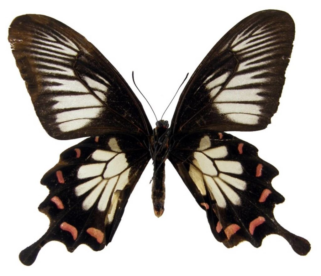 World's most beautiful Butterflies