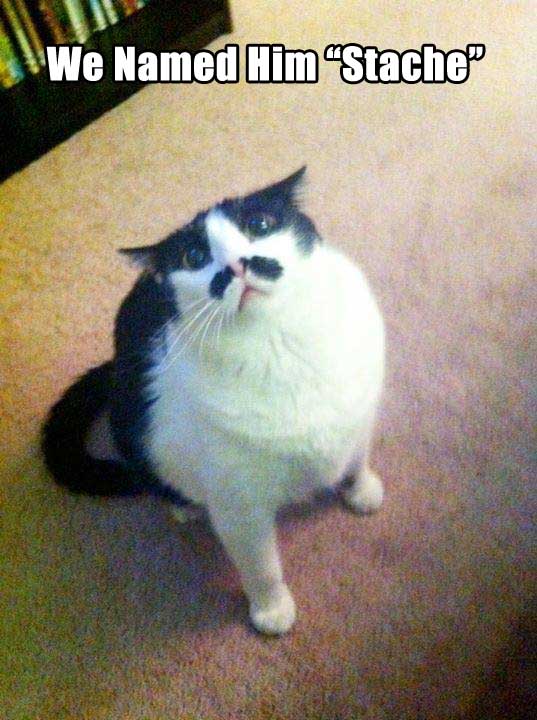 Pets That Were Named Appropriately