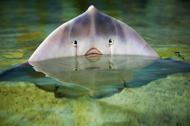 Animals With Eerily Human Physical Characteristics