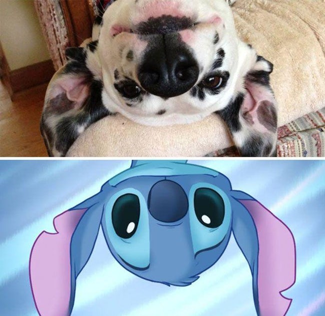 Animals That Look Like Famous Fictional Characters
