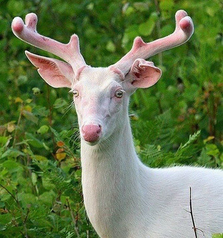 Nature made these animals one of a kind