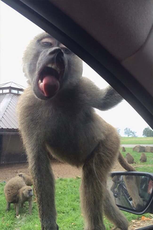 Silly Looking Animals Licking Glass