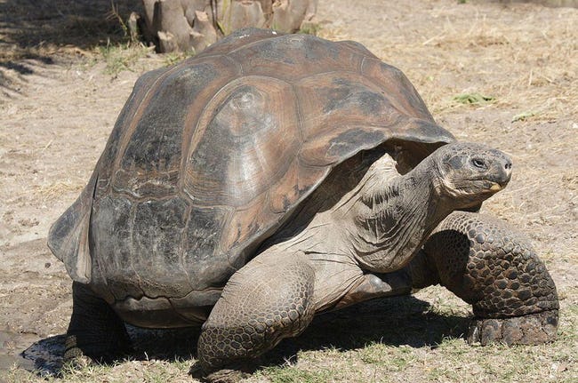 Beautiful Animals who got fame on internet for their sexiness