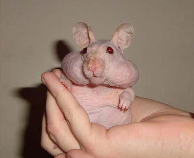 These animals look way more terrifying when they are hairless