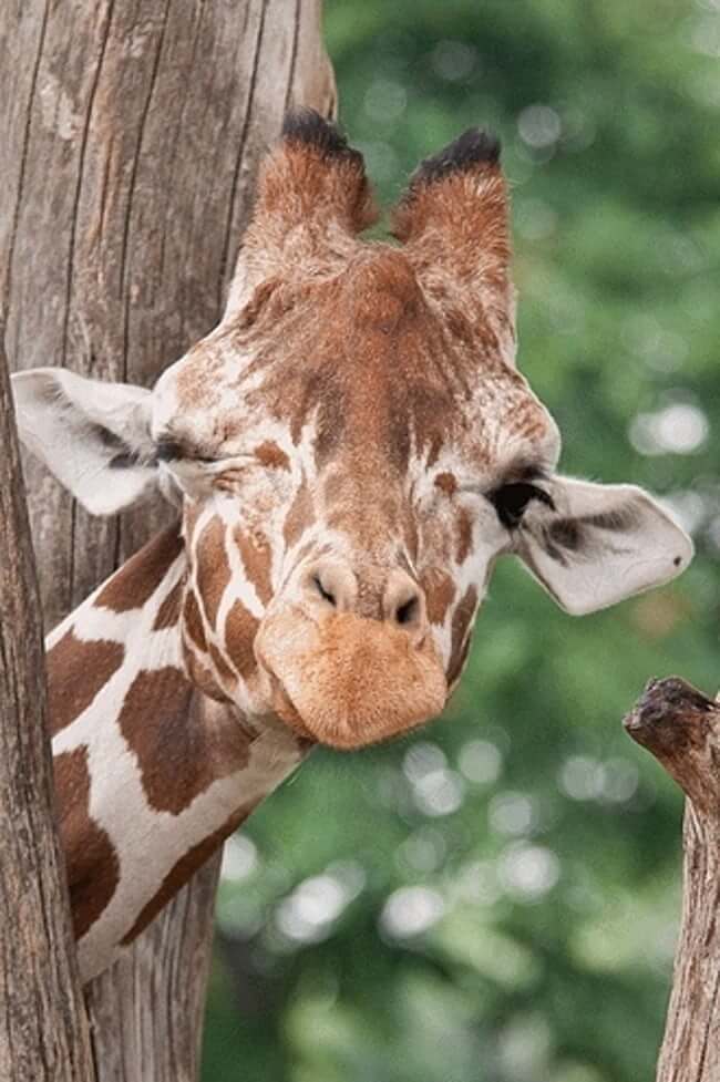 Animals who are winking for a reason
