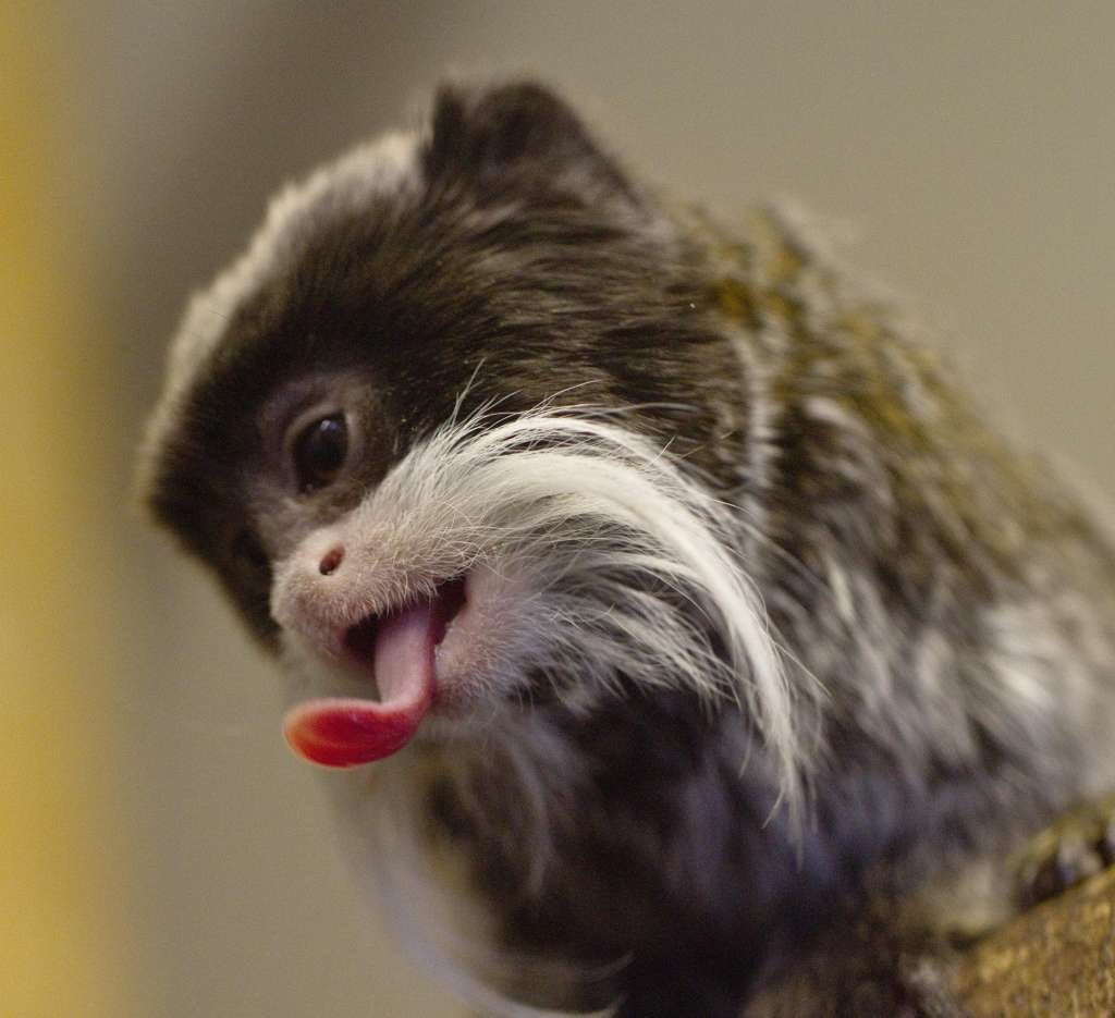 Outrageous Animal Tongues of All Time