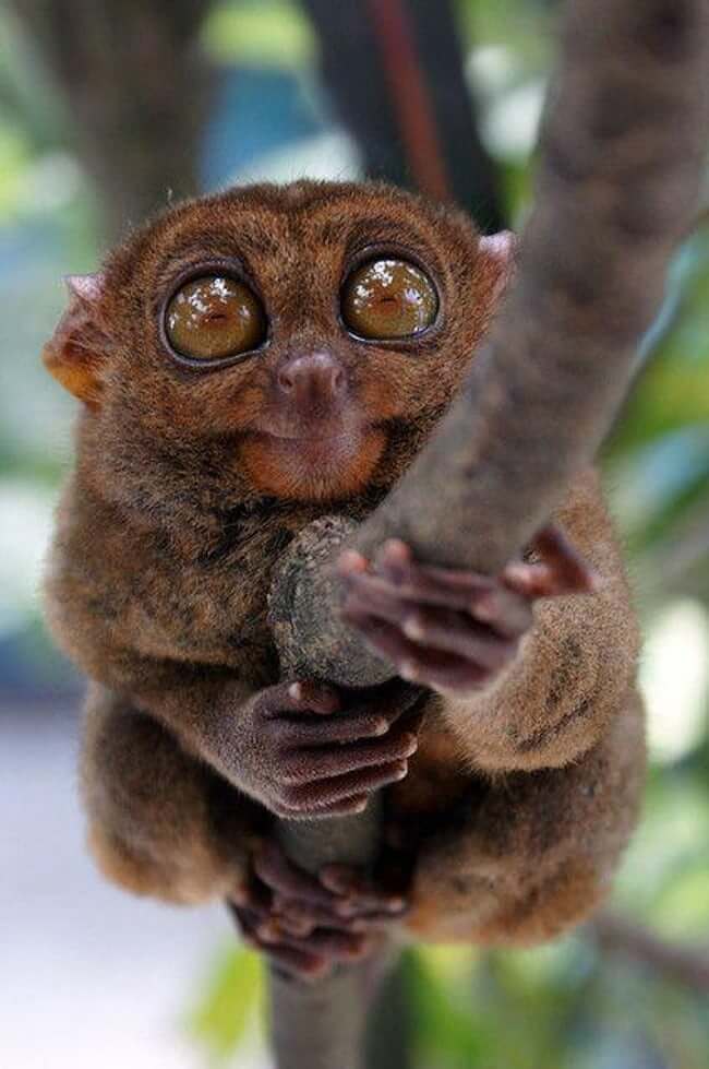 Animals that are ugly but are still ironically adorable