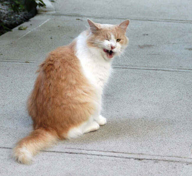 Animals who are winking for a reason