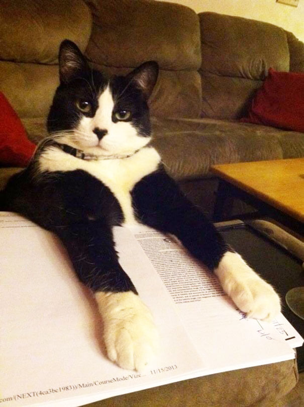 Cats That Would Like Some Attention