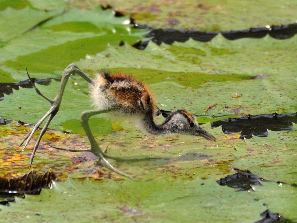 Animal Feet You Have To See To Believe