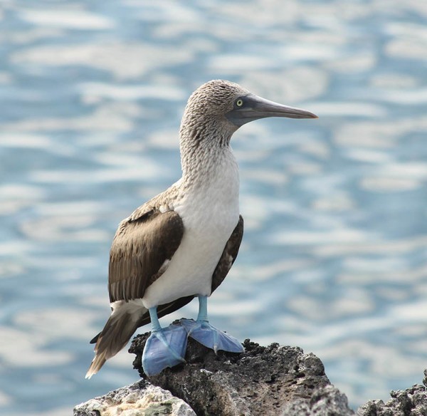 Animal Feet You Have To See To Believe