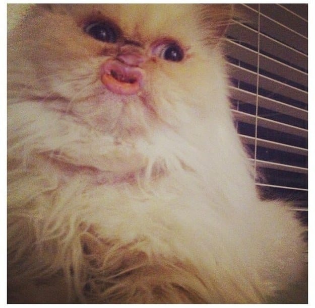 Animals Taking Selfies That Will Make You Smile for rest of the day
