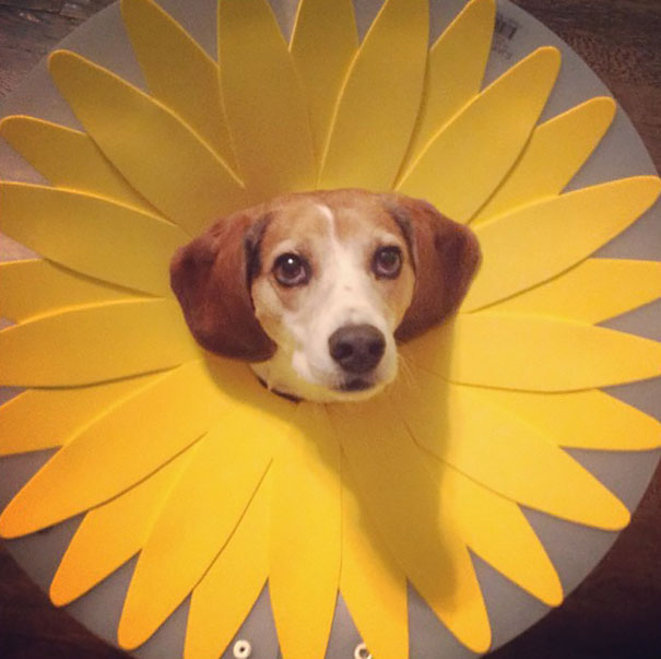 Pets Making the Most of Their Cones of Shame