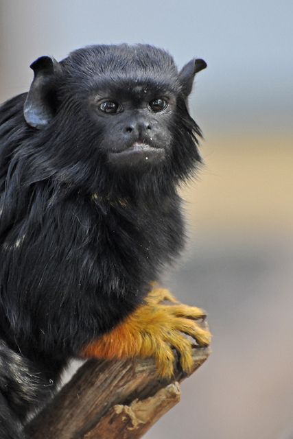 Animal Feet You Have To See To Believe