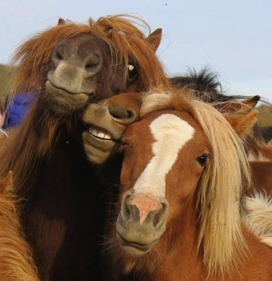 Animals Taking Selfies That Will Make You Smile for rest of the day