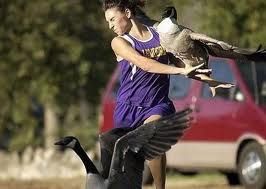 Pictures of Funniest animal attacks on humans