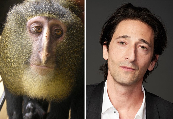 Animals who look freakily like famous celebrities