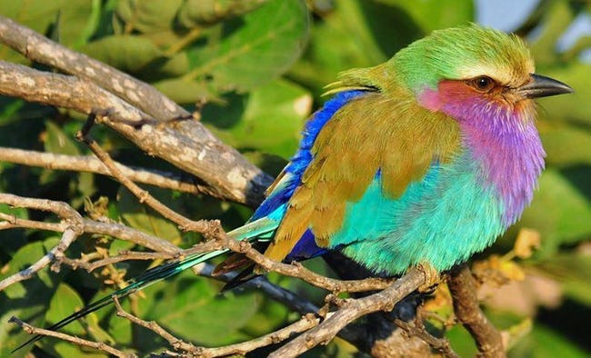 Vibrant Rainbow Animals That Really Exist