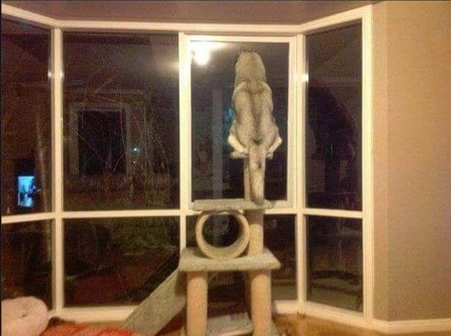 Dogs Who Think They’re Cats