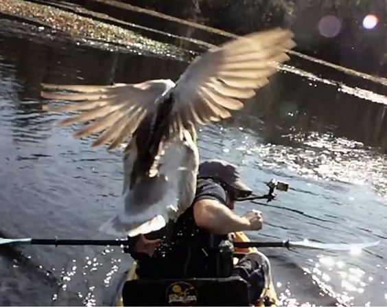 Pictures of Funniest animal attacks on humans