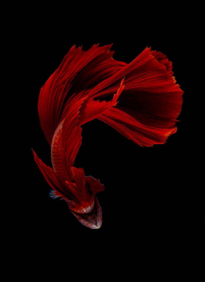 Thai photographer captures pictures of Aquarium Fishes and they are stunningly amazing