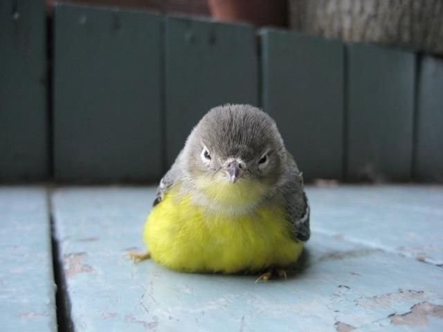 Real-Life Angry Birds