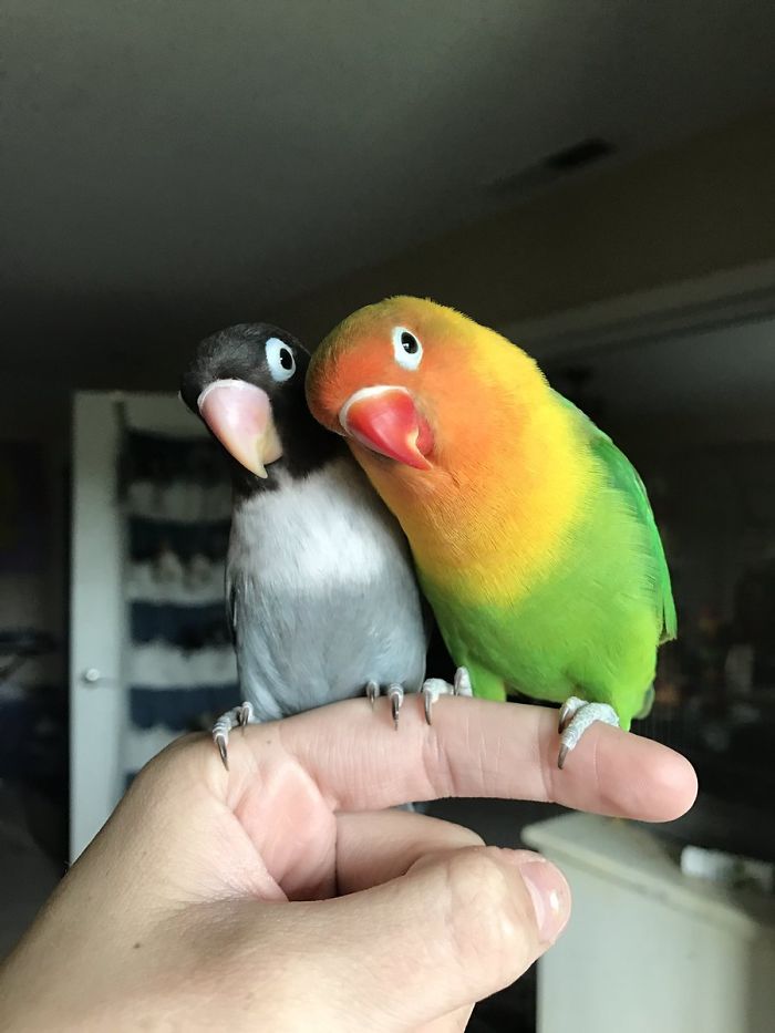 Kiwi And His Goth Girlfriend Just Had 4 Babies And Internet Is in Love