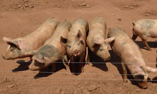 Animals with Bizarre Anatomical features