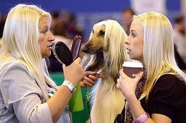 These Pets Are Basically Clones of Their Owners