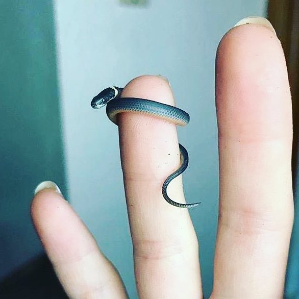 These photos will help you get over your fears of snakes
