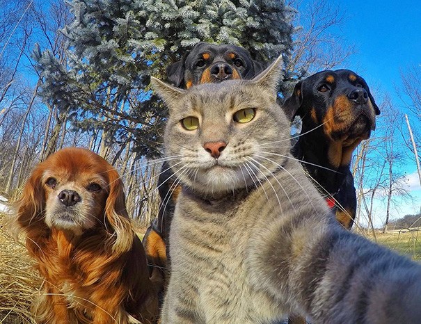 Animals Taking Selfies That Will Make You Smile for rest of the day
