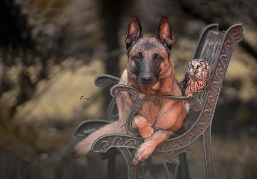 Photographer Captures Tender Moments Between Dog named Ingo and