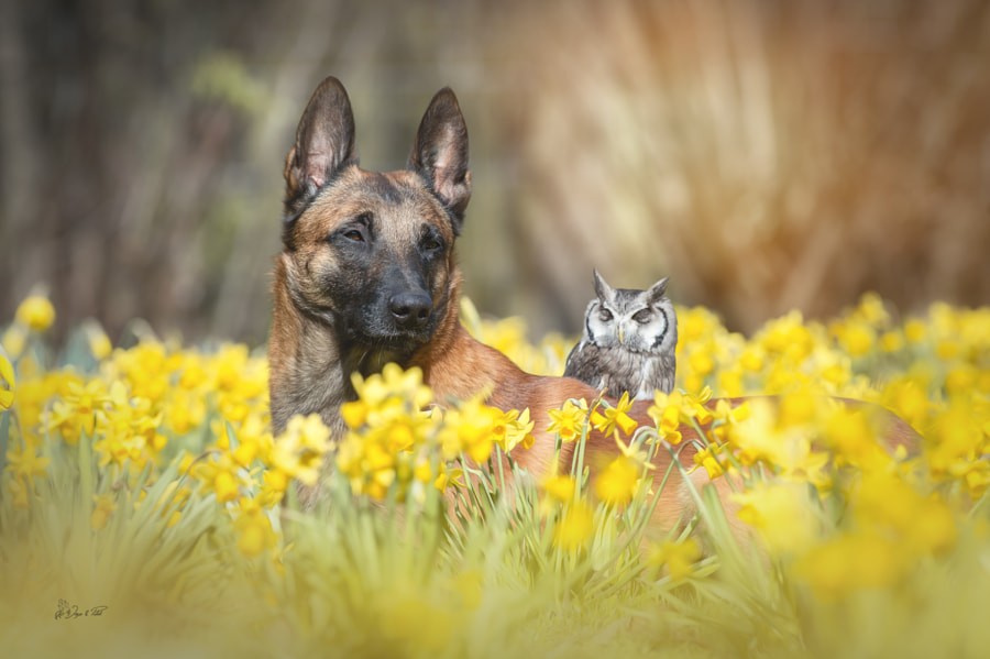 Photographer Captures Tender Moments Between Dog named Ingo and